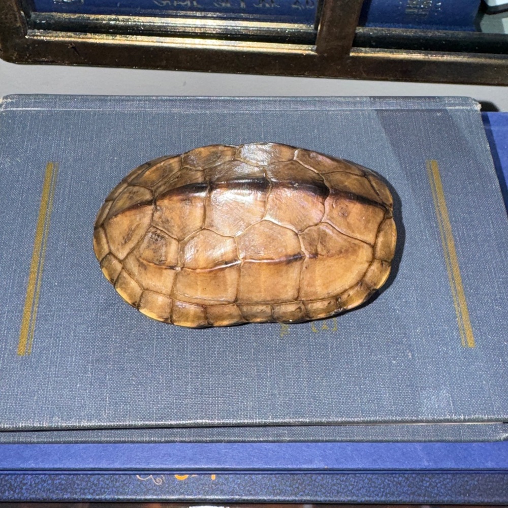 Real Brown Turtle Shell - Picture 3 of 9